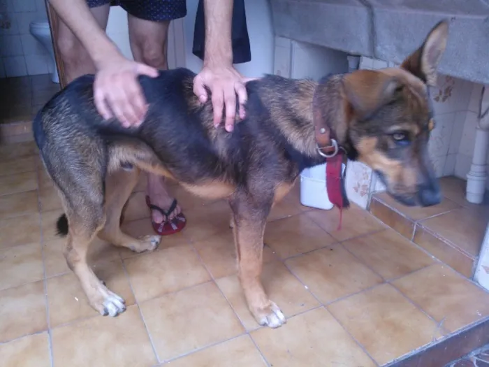 Cachorro ra a  idade 1 ano nome Toddy