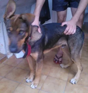 Cachorro raça  idade 1 ano nome Toddy
