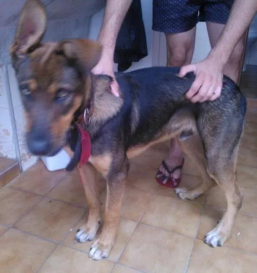 Cachorro ra a  idade 1 ano nome Toddy