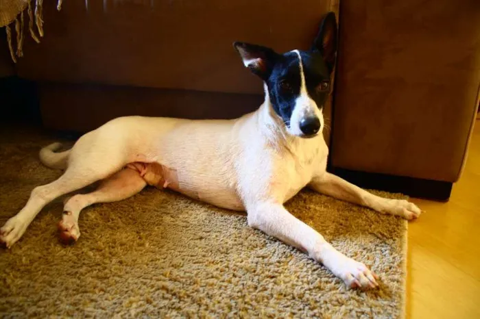 Cachorro ra a SRD idade 1 ano nome Lola