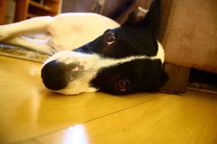 Cachorro ra a SRD idade 1 ano nome Lola