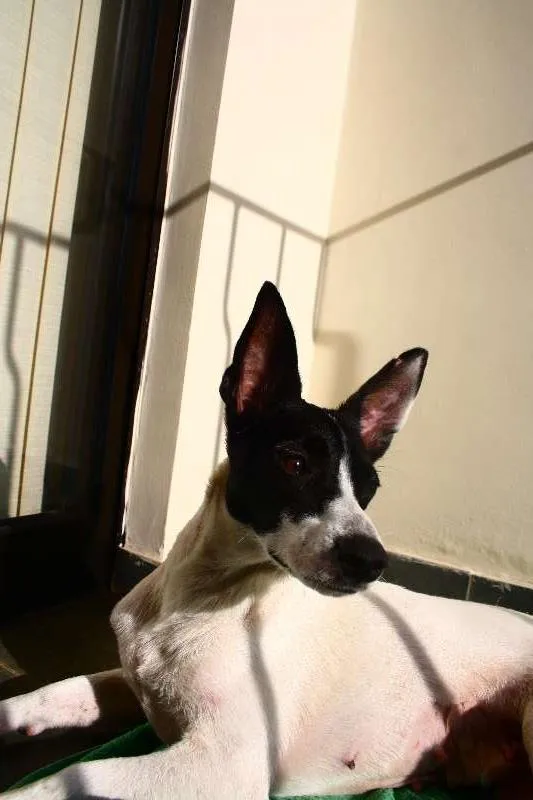 Cachorro ra a SRD idade 1 ano nome Lola