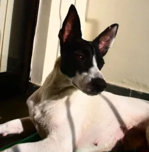 Cachorro raça SRD idade 1 ano nome Lola