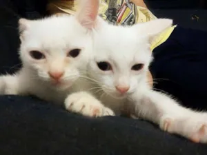 Gato raça  idade 2 a 6 meses nome Sem nome