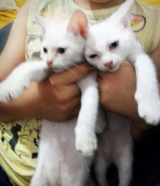 Gato ra a  idade 2 a 6 meses nome Sem nome