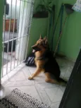 Negão
