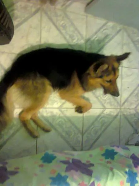 Cachorro ra a Vira Lata  idade 3 anos nome Negão 