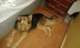 Negão