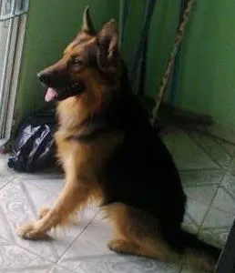 Cachorro ra a Vira Lata  idade 3 anos nome Negão 