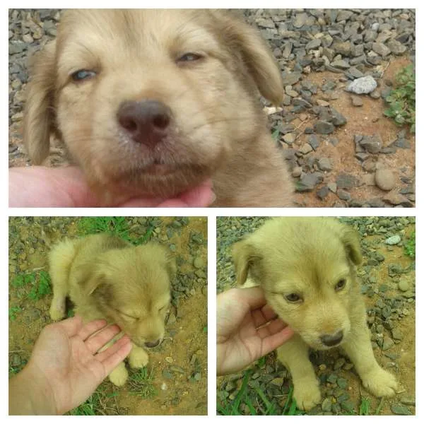 Cachorro ra a  idade Abaixo de 2 meses nome Peludinho