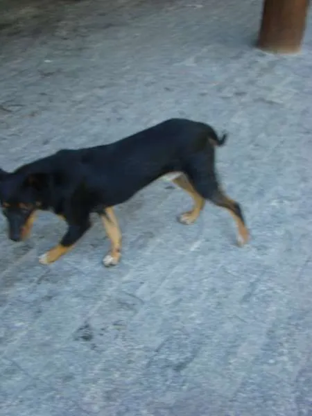 Cachorro ra a  idade Abaixo de 2 meses nome Filhotes