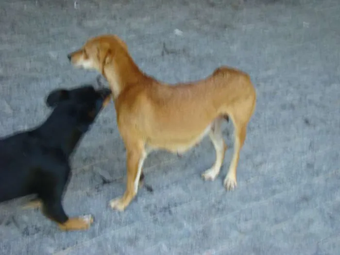 Cachorro ra a  idade Abaixo de 2 meses nome Filhotes