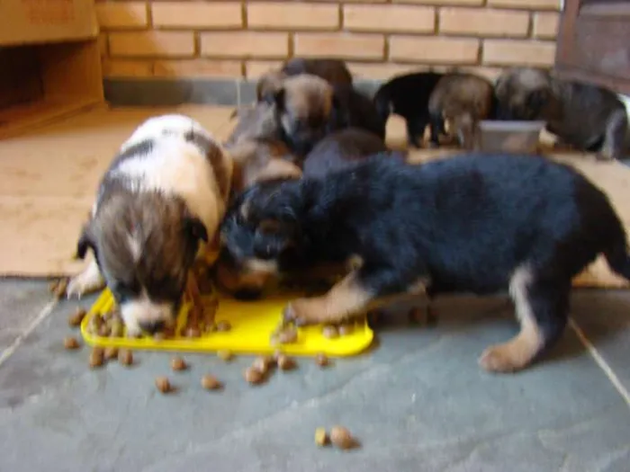 Cachorro ra a  idade Abaixo de 2 meses nome Filhotes