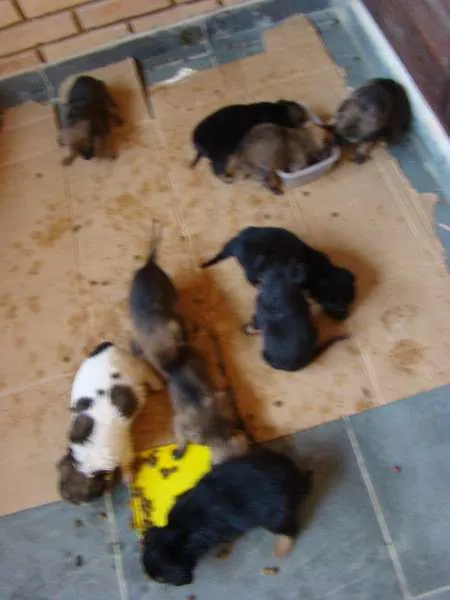 Cachorro ra a  idade Abaixo de 2 meses nome Filhotes