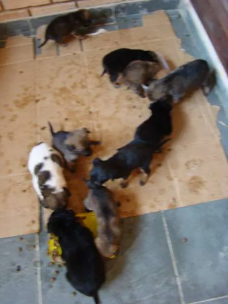 Cachorro ra a  idade Abaixo de 2 meses nome Filhotes