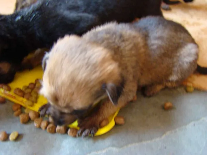Cachorro ra a  idade Abaixo de 2 meses nome Filhotes