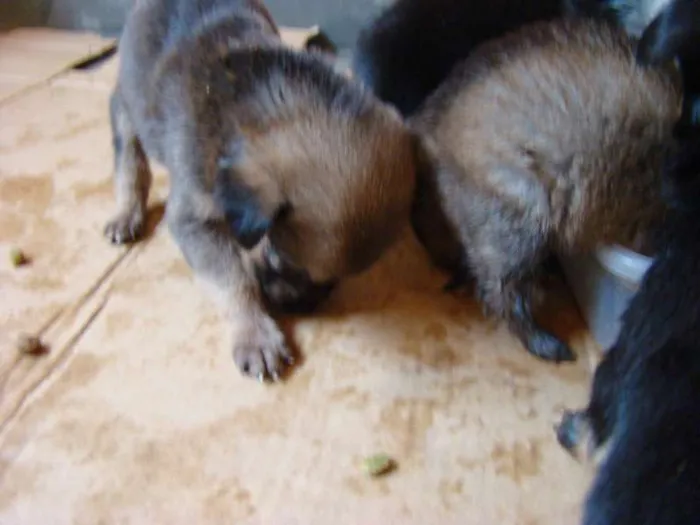 Cachorro ra a  idade Abaixo de 2 meses nome Filhotes