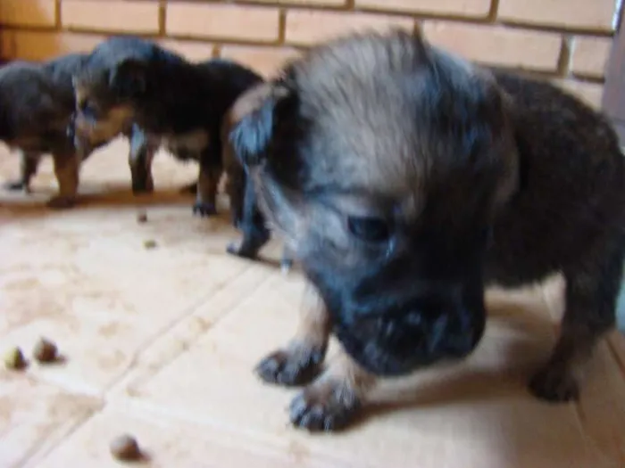 Cachorro ra a  idade Abaixo de 2 meses nome Filhotes