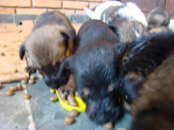 Cachorro ra a  idade Abaixo de 2 meses nome Filhotes