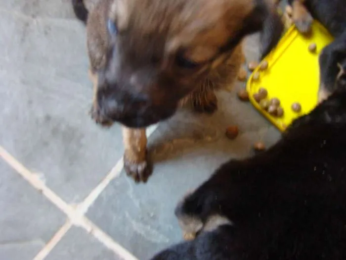 Cachorro ra a  idade Abaixo de 2 meses nome Filhotes
