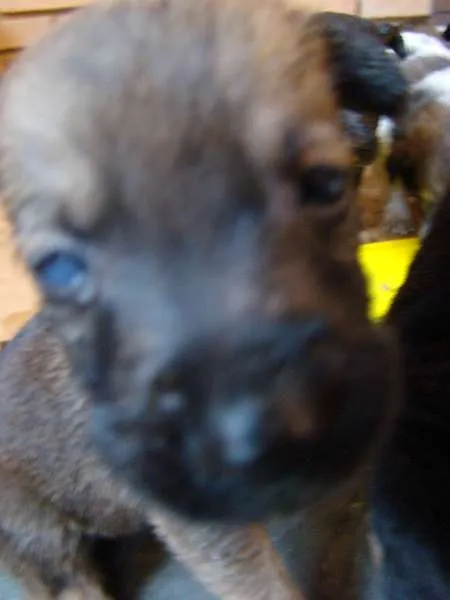 Cachorro ra a  idade Abaixo de 2 meses nome Filhotes