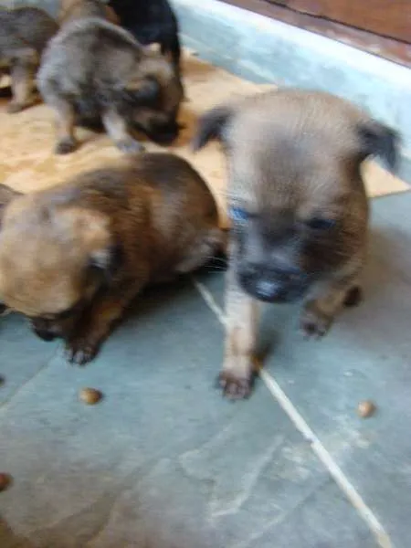 Cachorro ra a  idade Abaixo de 2 meses nome Filhotes