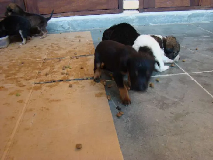 Cachorro ra a  idade Abaixo de 2 meses nome Filhotes