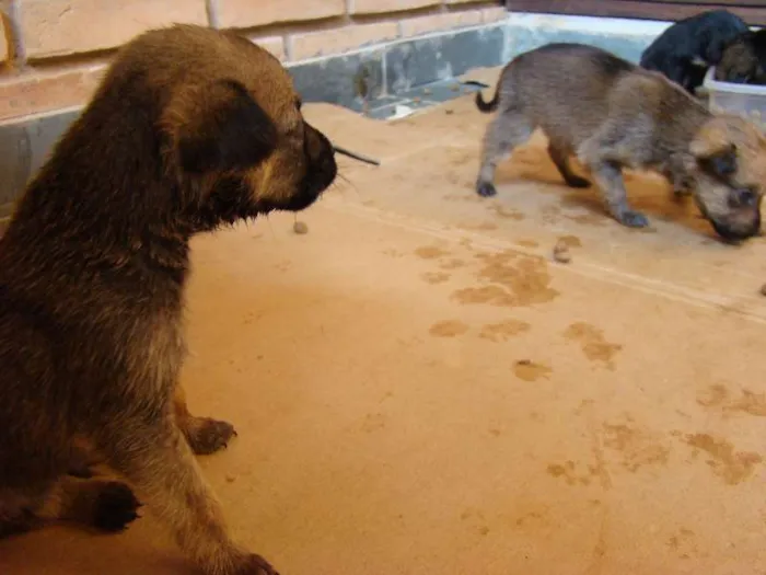Cachorro ra a  idade Abaixo de 2 meses nome Filhotes