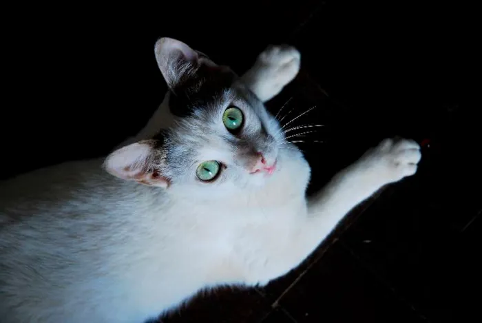 Gato ra a viralata idade 1 ano nome Ed & Motta