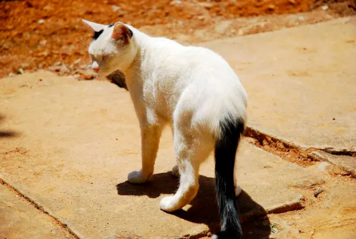 Gato ra a viralata idade 1 ano nome Ed & Motta