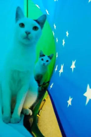 Gato raça viralata idade 1 ano nome Ed & Motta