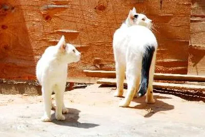 Gato ra a viralata idade 1 ano nome Ed & Motta
