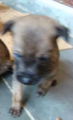 Cachorro ra a  idade Abaixo de 2 meses nome Filhotes