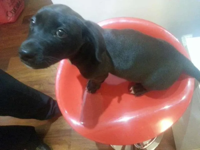 Cachorro ra a Mestiço idade 2 a 6 meses nome Puma