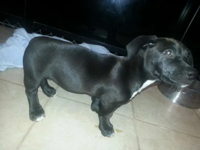 Cachorro ra a Mestiço idade 2 a 6 meses nome Puma