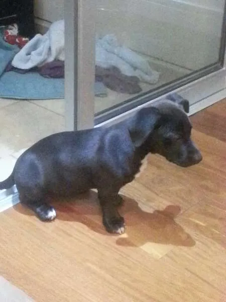 Cachorro ra a Mestiço idade 2 a 6 meses nome Puma