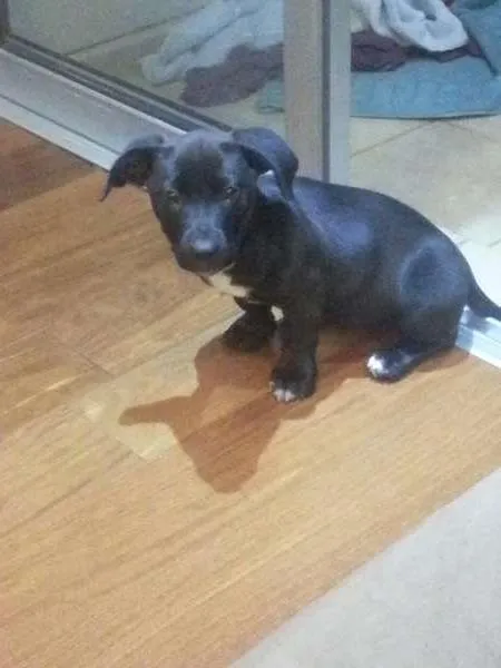 Cachorro ra a Mestiço idade 2 a 6 meses nome Puma