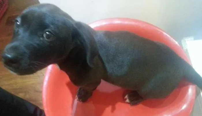 Cachorro ra a Mestiço idade 2 a 6 meses nome Puma