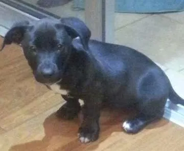 Cachorro ra a Mestiço idade 2 a 6 meses nome Puma