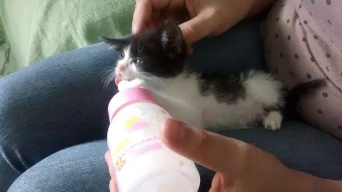 Gato ra a SRD idade  nome Linda gatinha