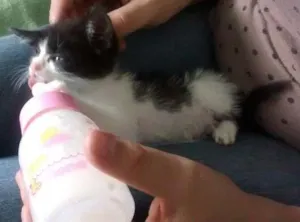 Gato raça SRD idade  nome Linda gatinha