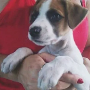 Cachorro raça Não Definida idade 2 a 6 meses nome CAÍQUE