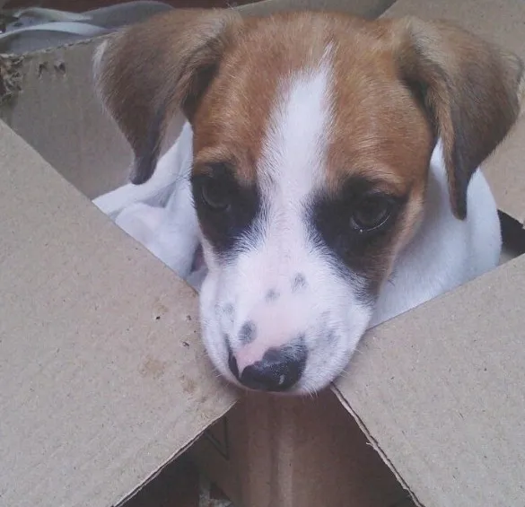 Cachorro ra a Não Definida idade 2 a 6 meses nome CAÍQUE