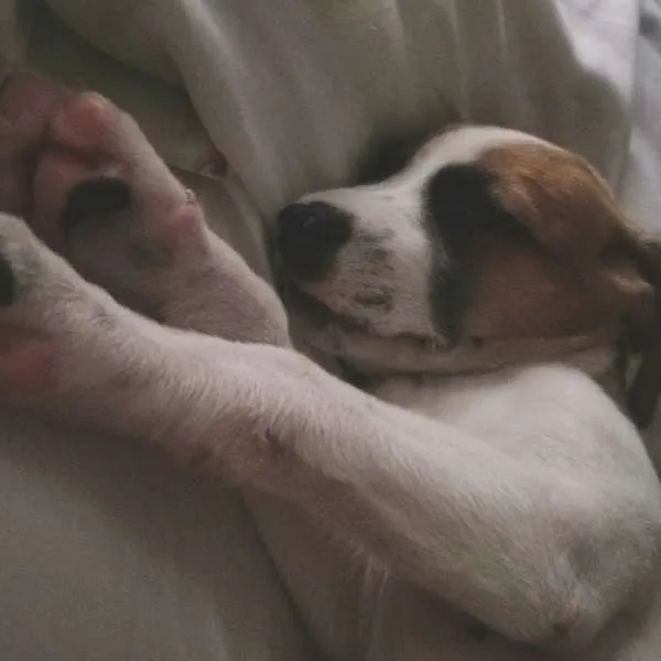 Cachorro ra a Não Definida idade 2 a 6 meses nome CAÍQUE