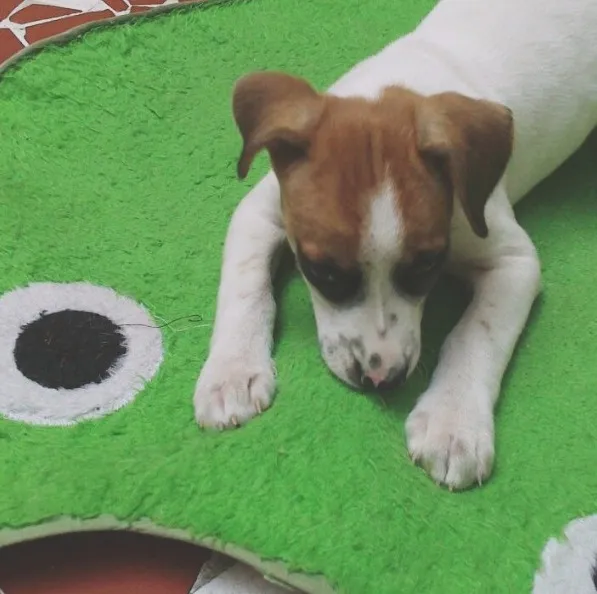 Cachorro ra a Não Definida idade 2 a 6 meses nome CAÍQUE
