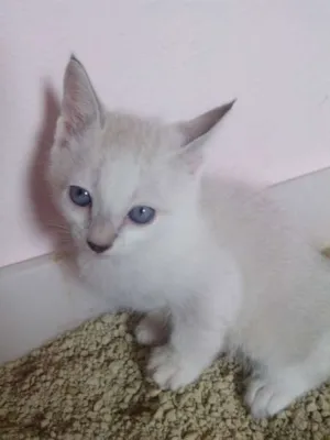 Gato raça  idade Abaixo de 2 meses nome sem nome