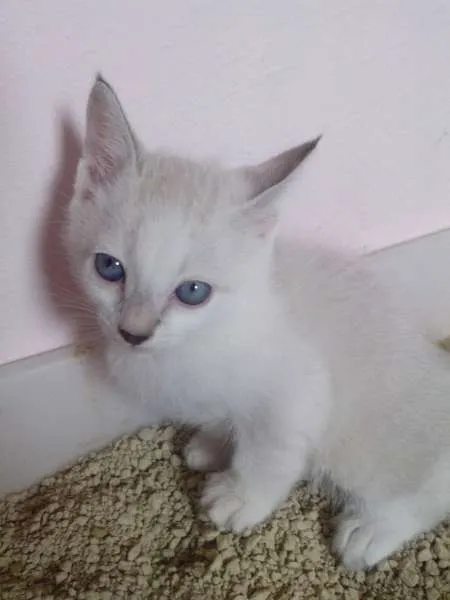 Gato ra a  idade Abaixo de 2 meses nome sem nome