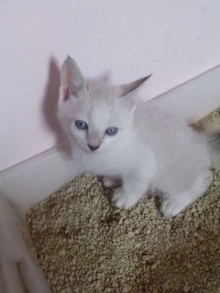 Gato ra a  idade Abaixo de 2 meses nome sem nome