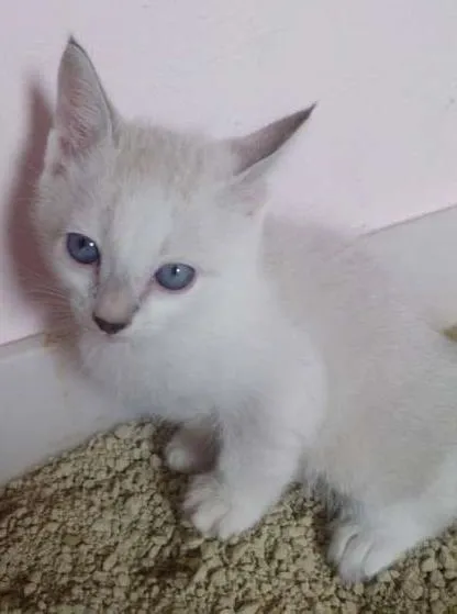 Gato ra a  idade Abaixo de 2 meses nome sem nome