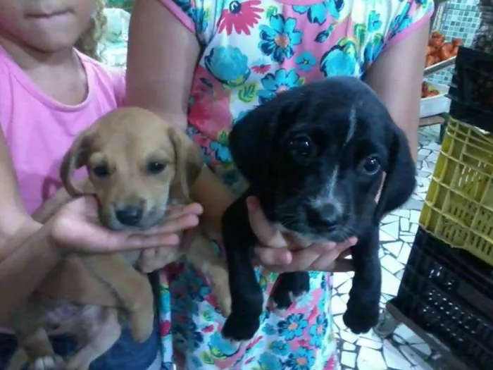 Cachorro raça Vira lata idade  nome nao sei